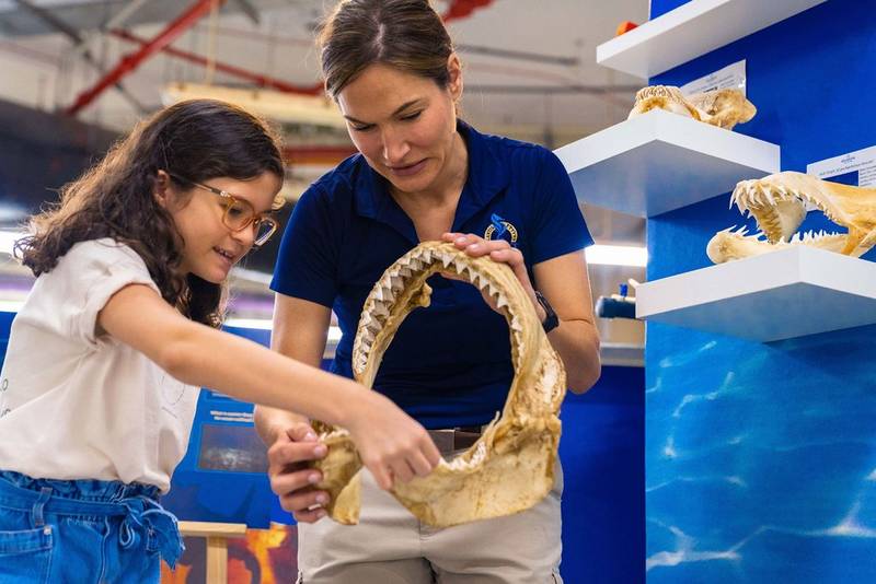 Shark Specialist programme for kids