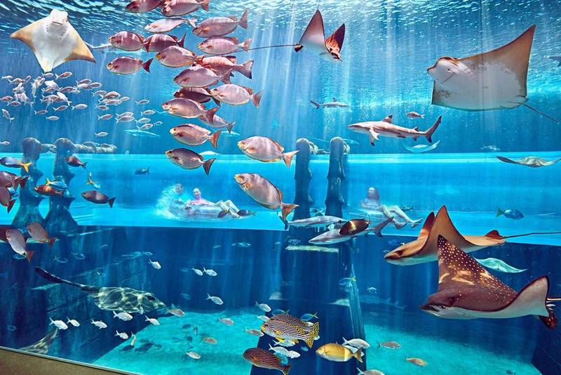 Shark Attack tunnel at Neptune Tower